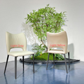 Luna Curve Dining Chair#MY962